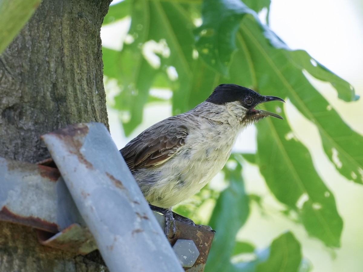 Sooty-headed Bulbul - ML622716814