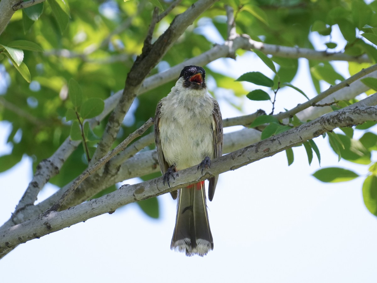 Sooty-headed Bulbul - ML622716815