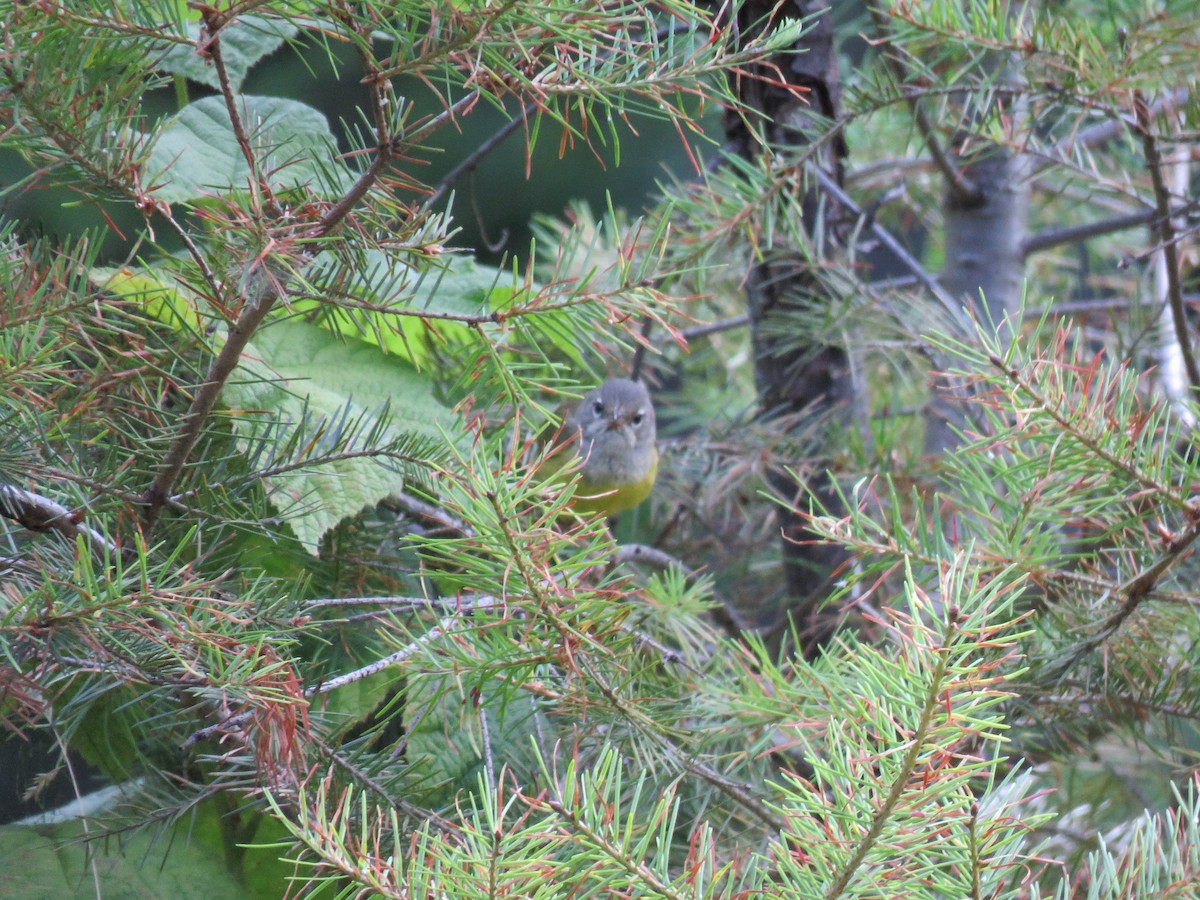 MacGillivray's Warbler - ML622716857