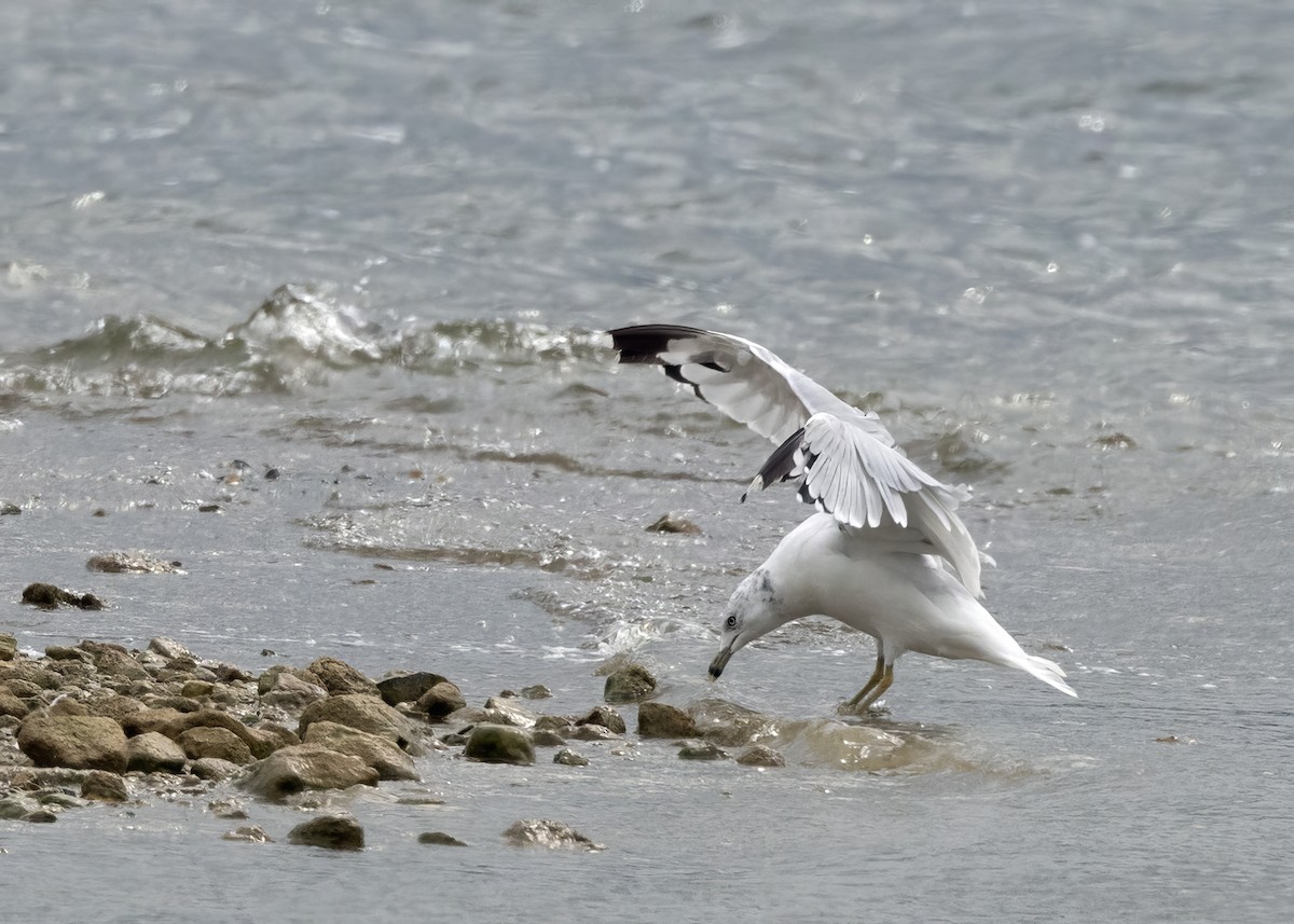 Ring-billed Gull - ML622716859