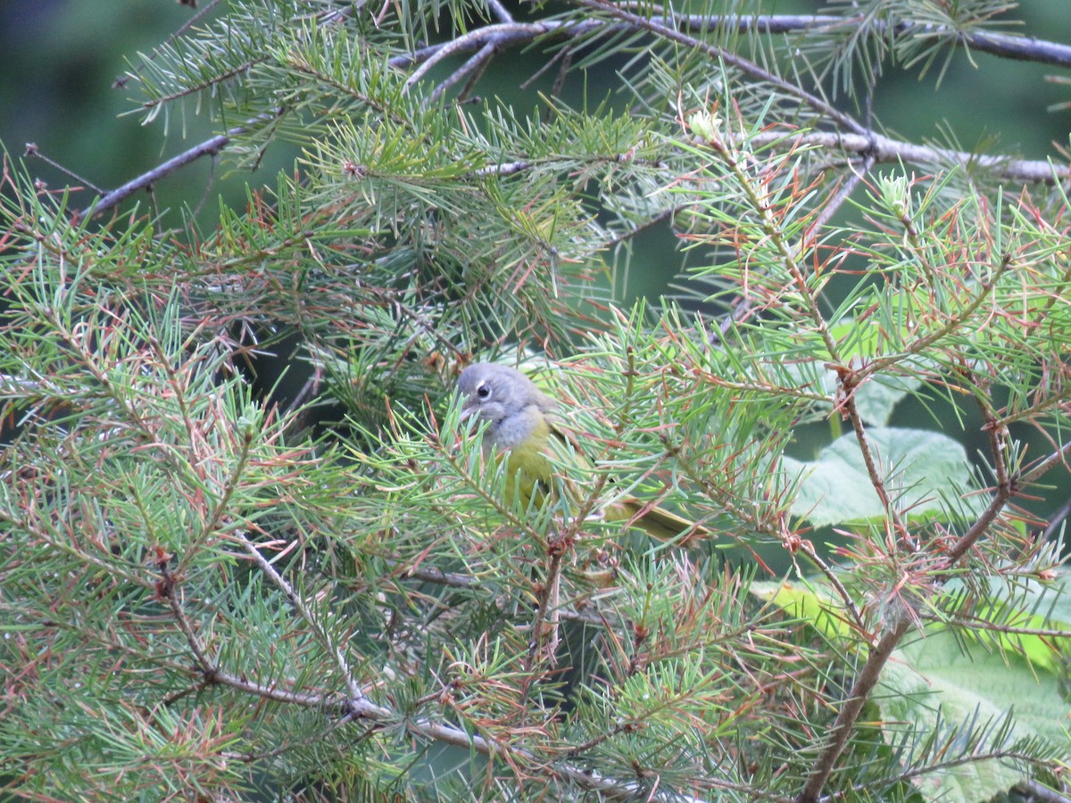 MacGillivray's Warbler - ML622716864