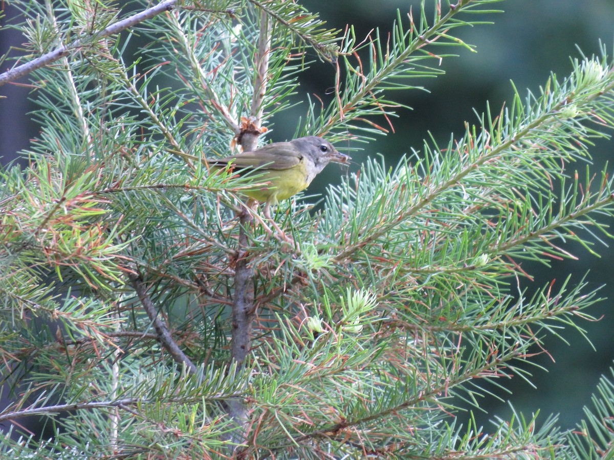 MacGillivray's Warbler - ML622716878