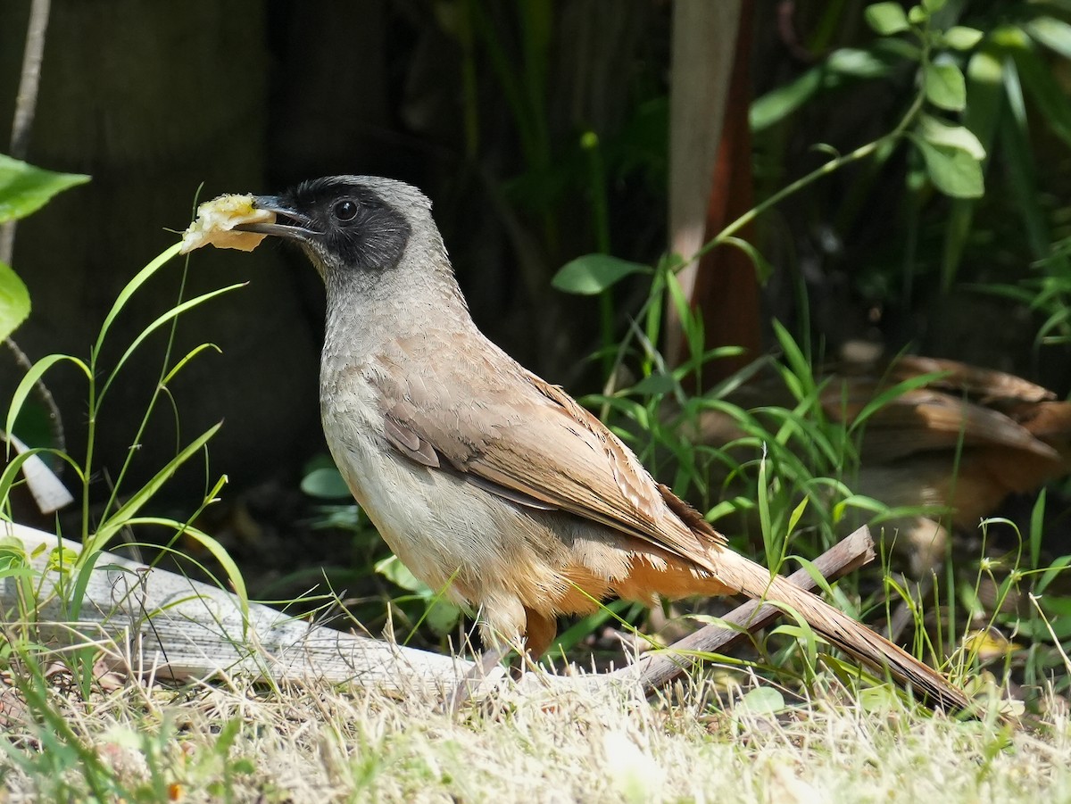 Masked Laughingthrush - ML622716879