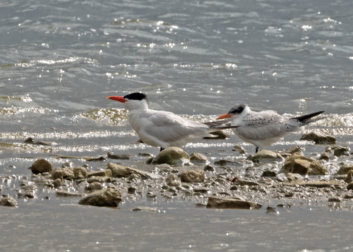 Caspian Tern - ML622716883