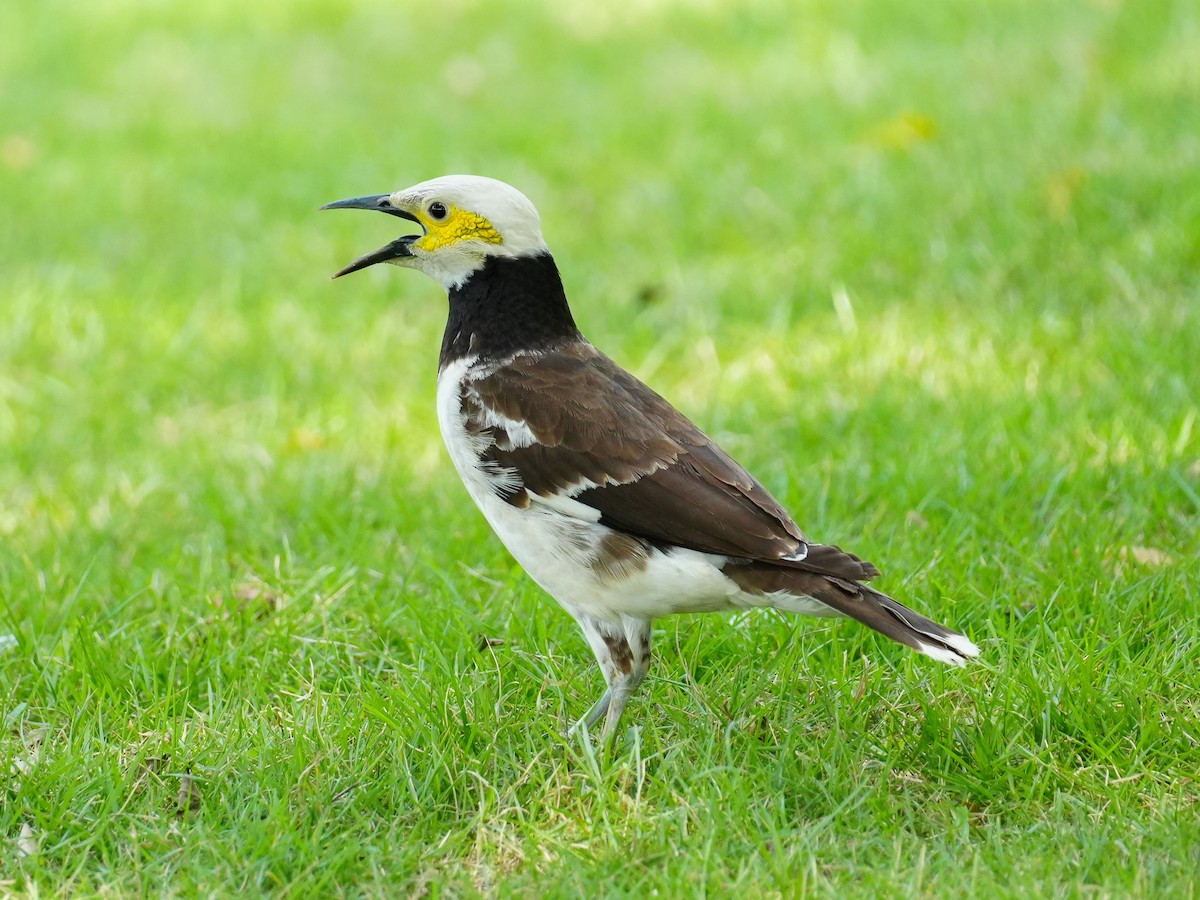 Black-collared Starling - ML622716887