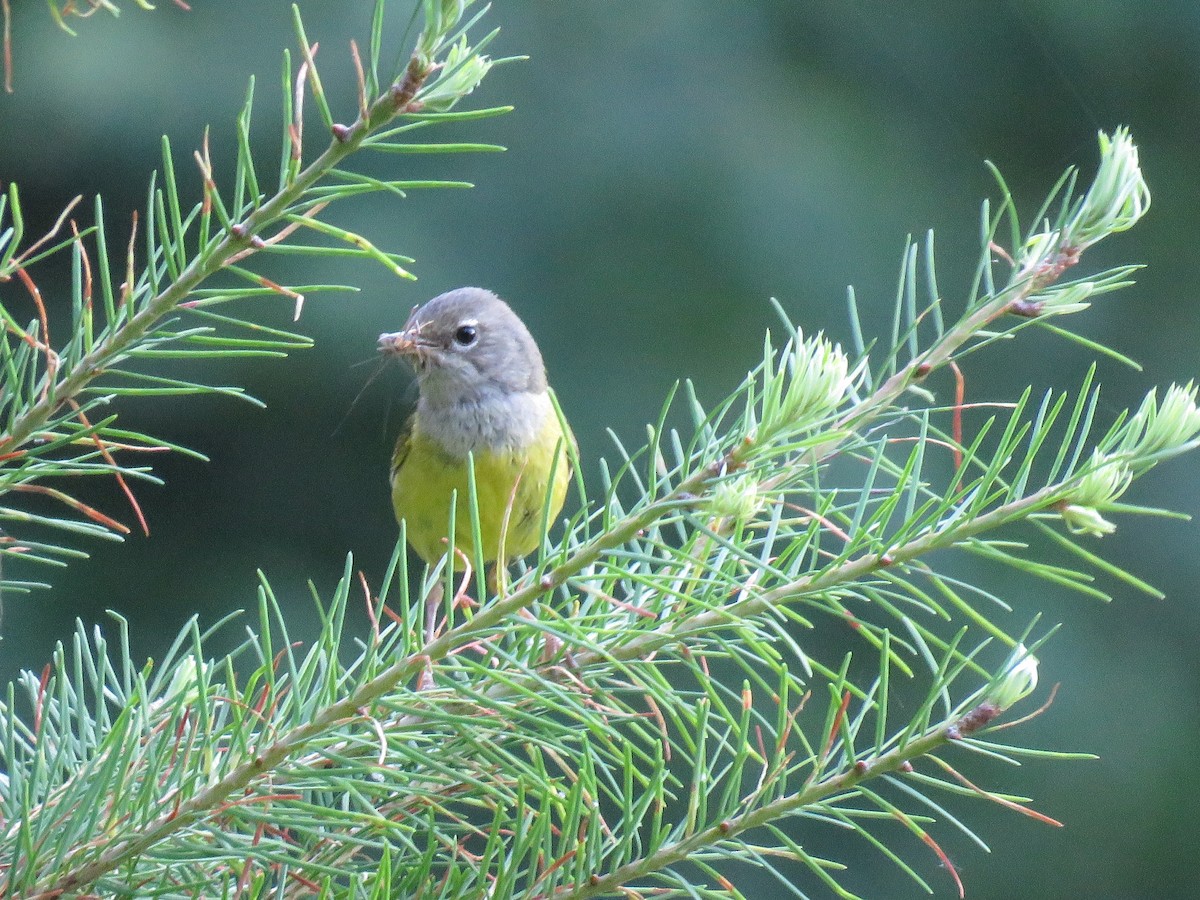 MacGillivray's Warbler - ML622716890