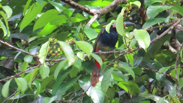 Guianan Toucanet - ML622716891