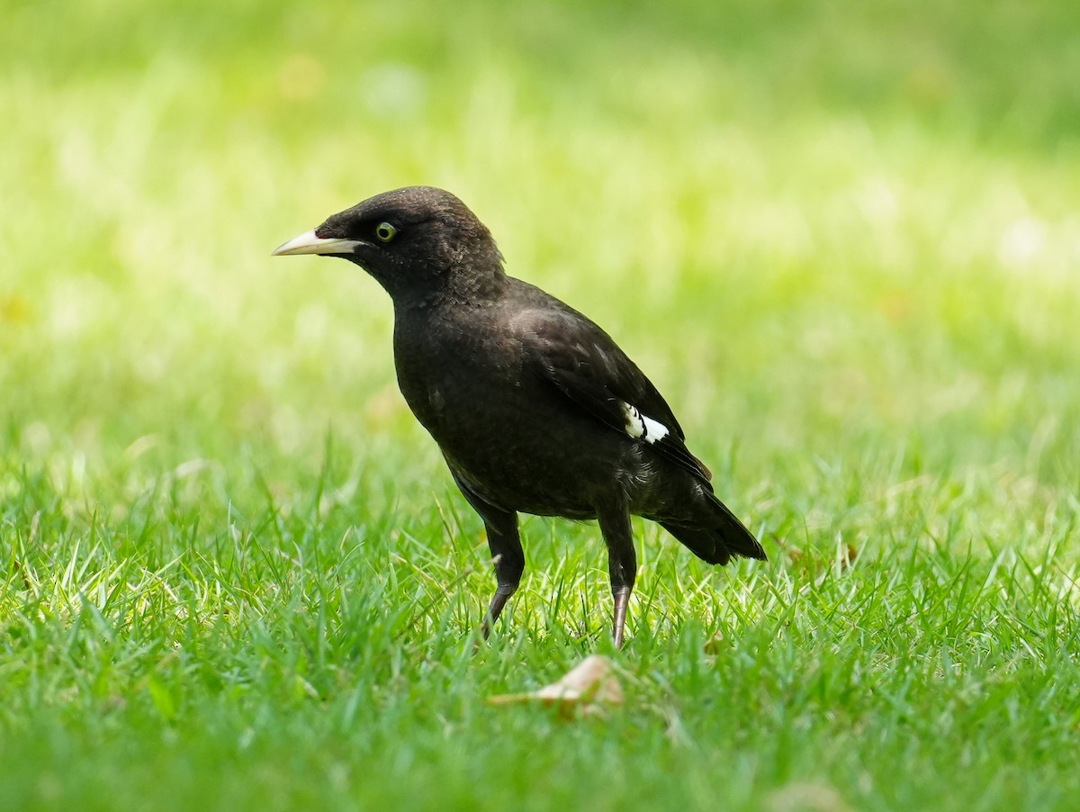 Crested Myna - ML622716896