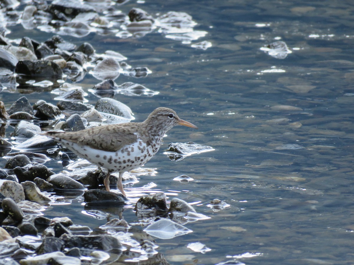 Spotted Sandpiper - ML622716906