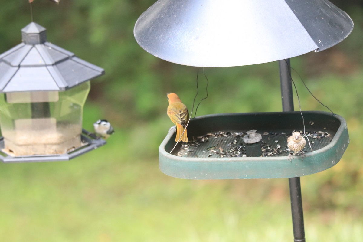 Summer Tanager - ML622716907