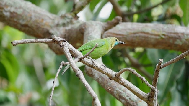 Jerdon's Leafbird - ML622716936
