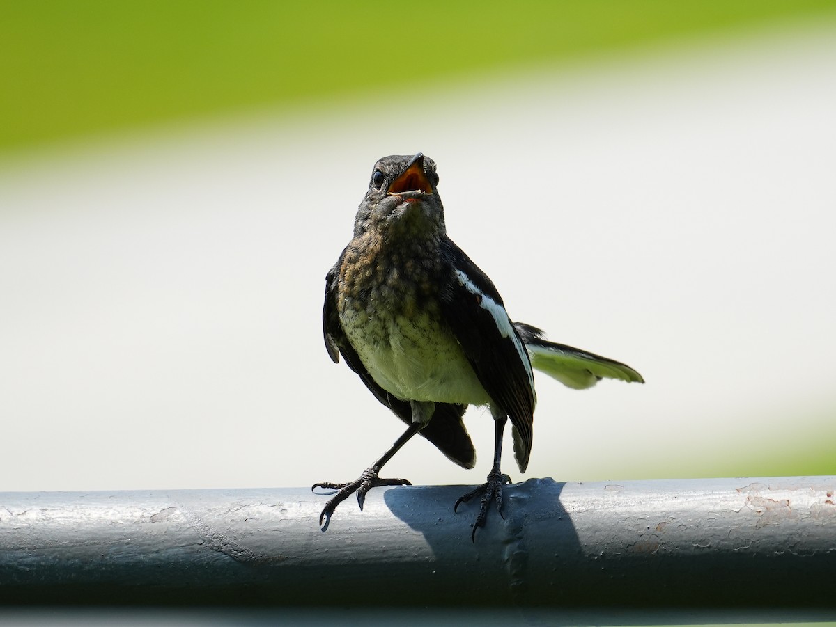 Oriental Magpie-Robin - ML622716938