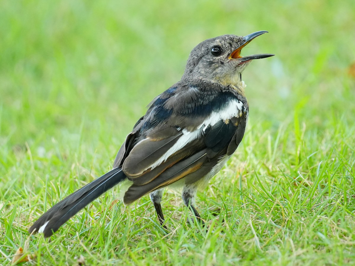 Oriental Magpie-Robin - ML622716939