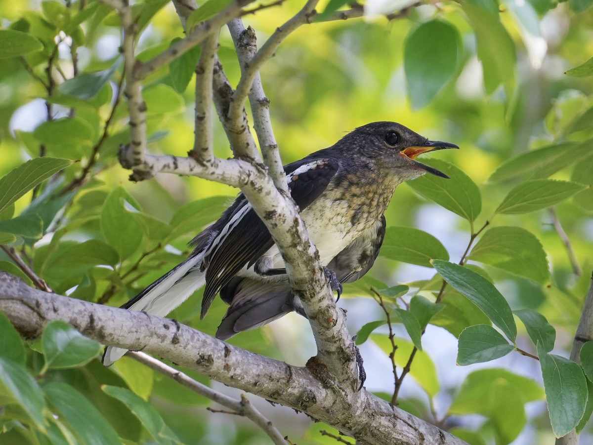 Oriental Magpie-Robin - ML622716940