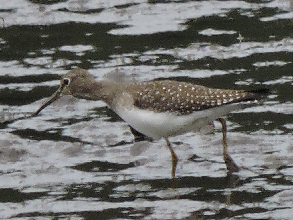 Solitary Sandpiper - ML622717006