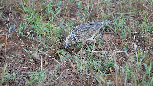 Jerdon's Bushlark - ML622717045