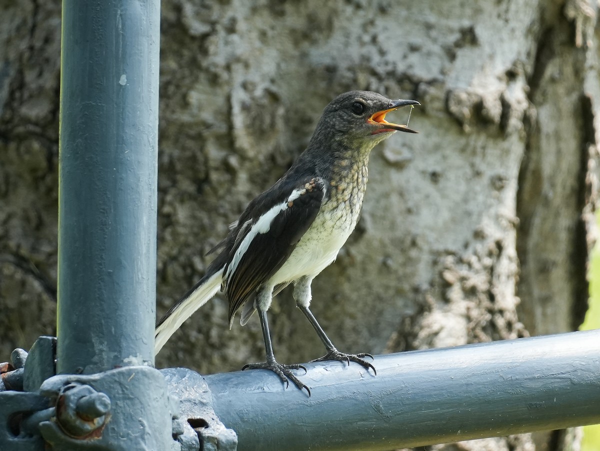 Oriental Magpie-Robin - ML622717072