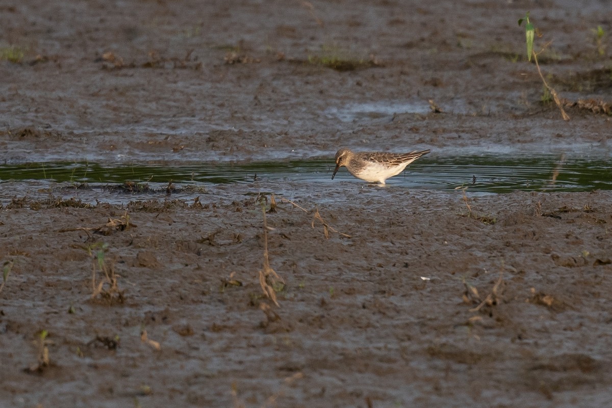 White-rumped Sandpiper - ML622717073