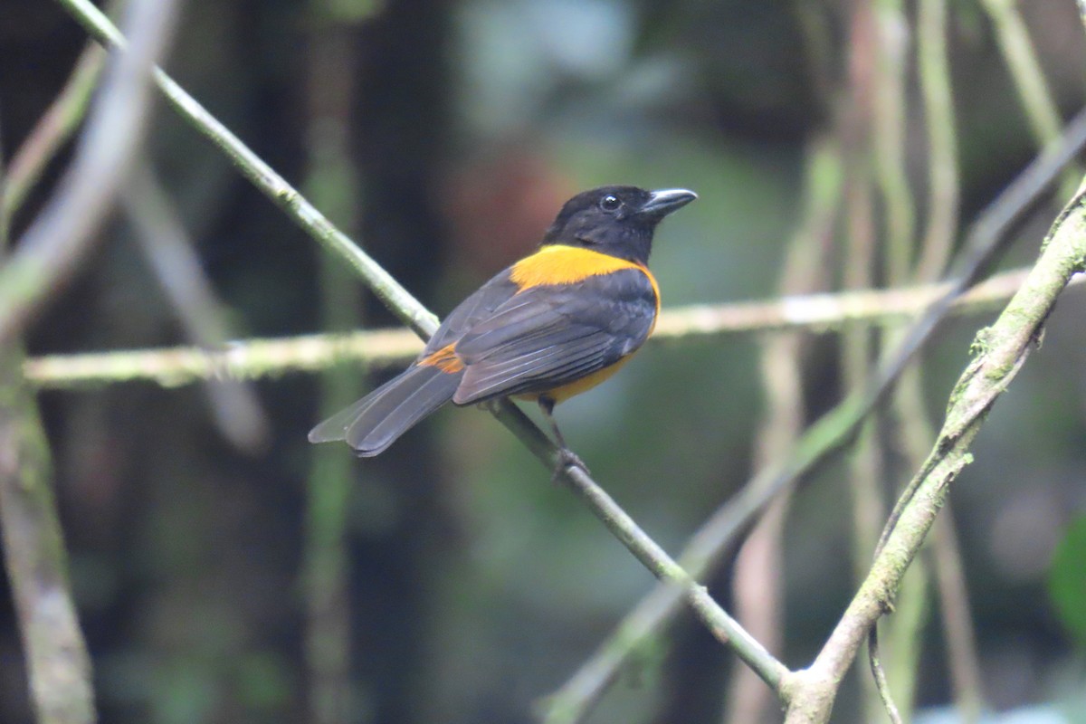 Fulvous Shrike-Tanager - ML622717099