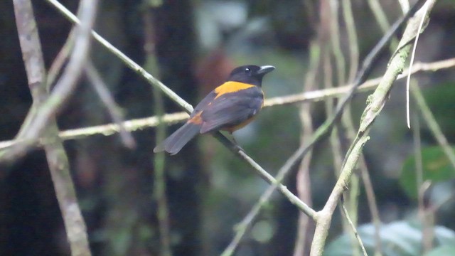 Tangara mordoré - ML622717107