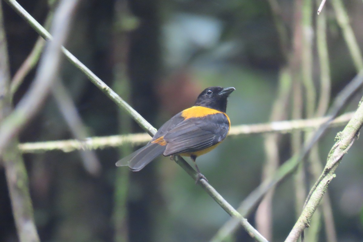 Fulvous Shrike-Tanager - ML622717108