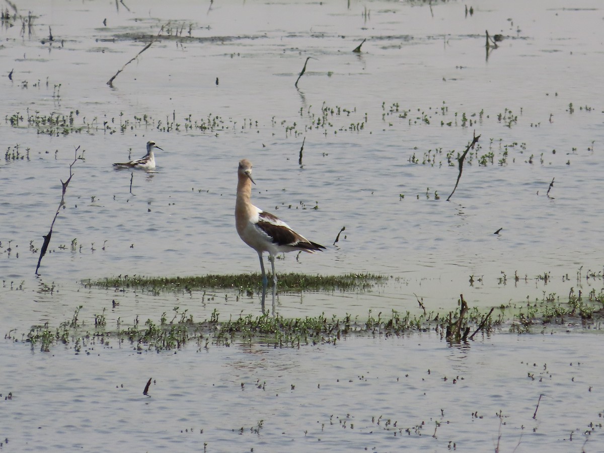 American Avocet - Paul Glass