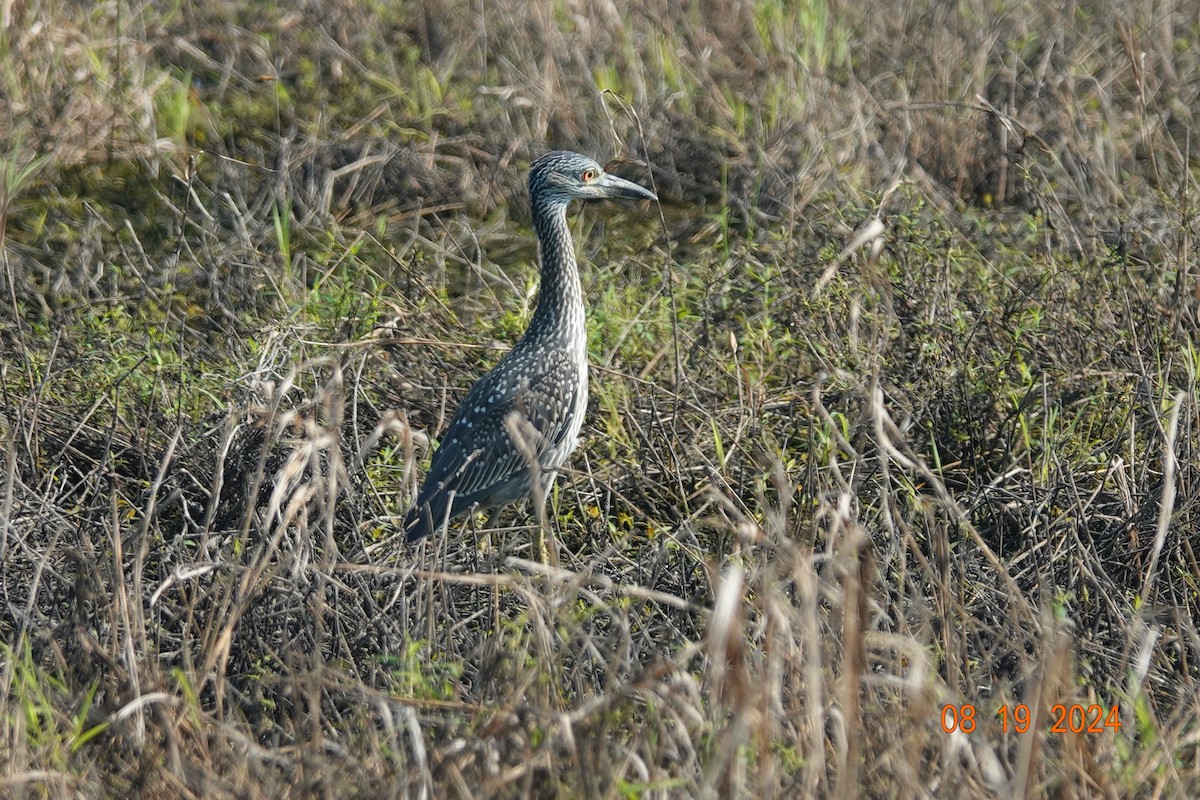 Yellow-crowned Night Heron - ML622717111