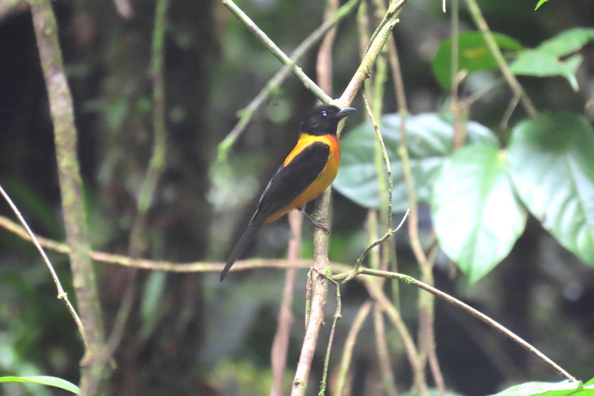 Fulvous Shrike-Tanager - ML622717112