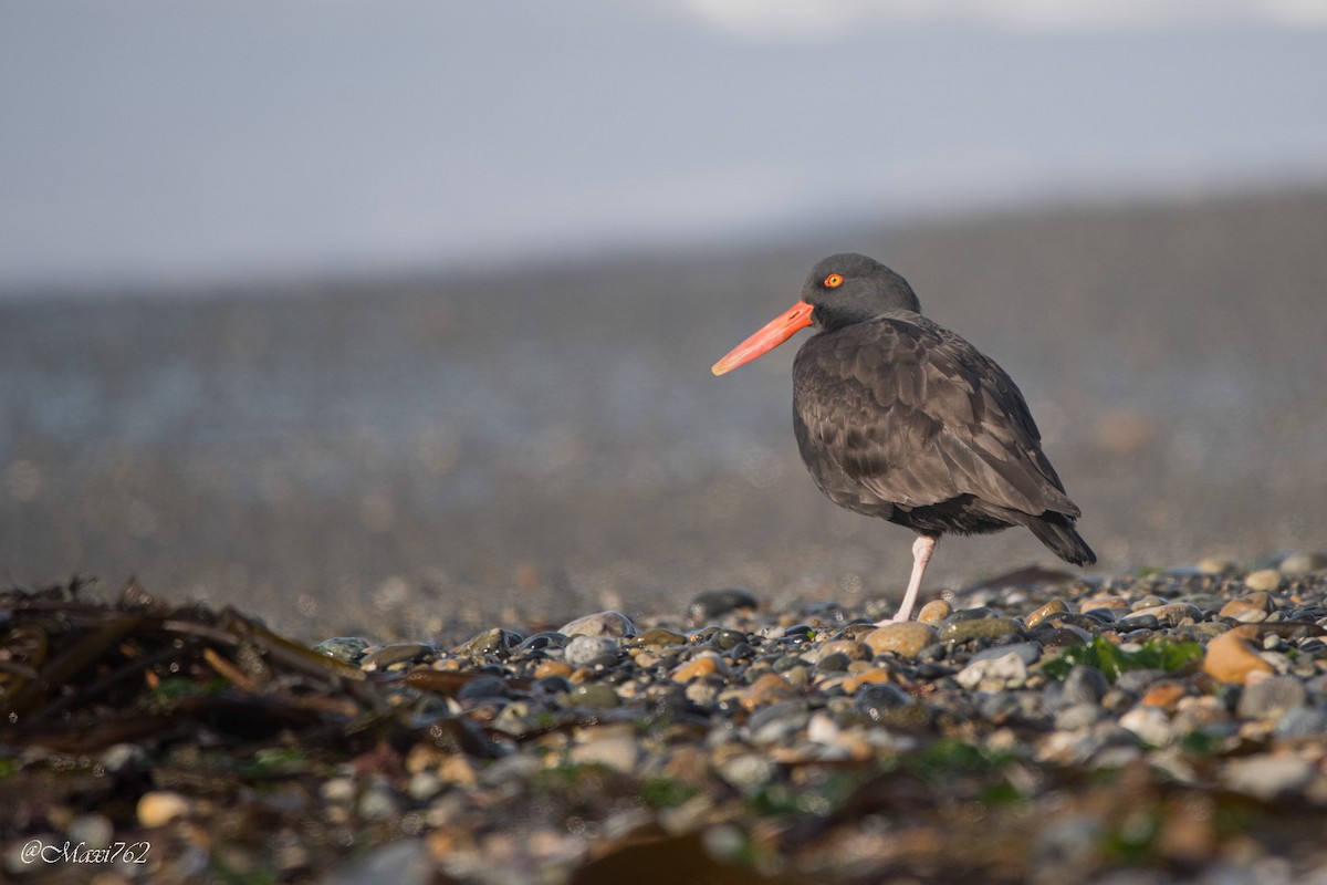 Blackish Oystercatcher - Maximiliano Aguilar