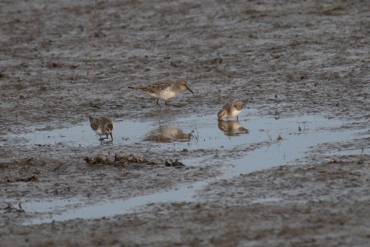 White-rumped Sandpiper - ML622717121