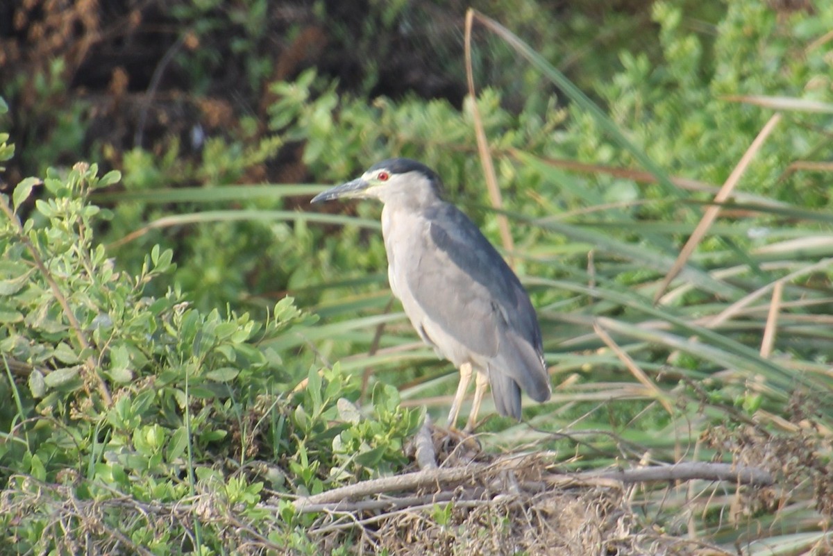 Black-crowned Night Heron - María Eliana Obando