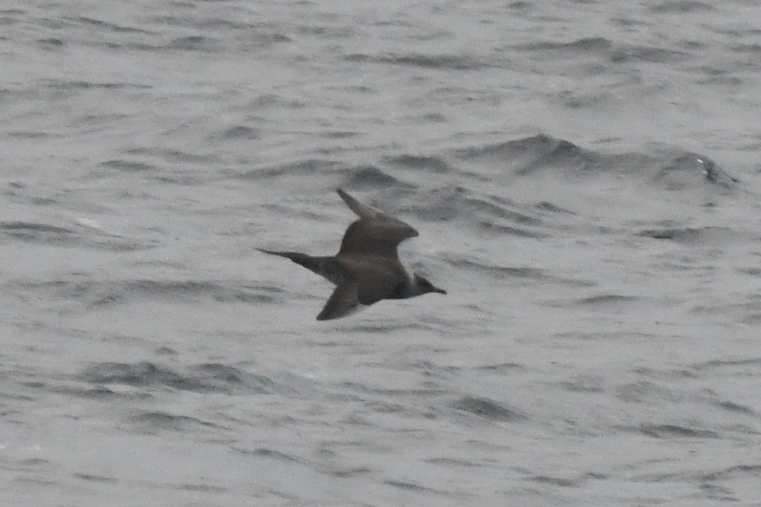 Parasitic Jaeger - Charlie Wright