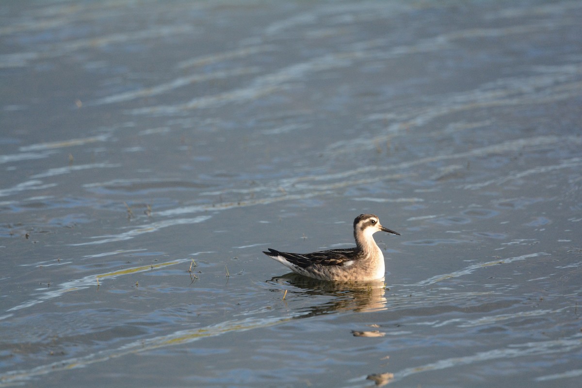 Red-necked Phalarope - ML622717173