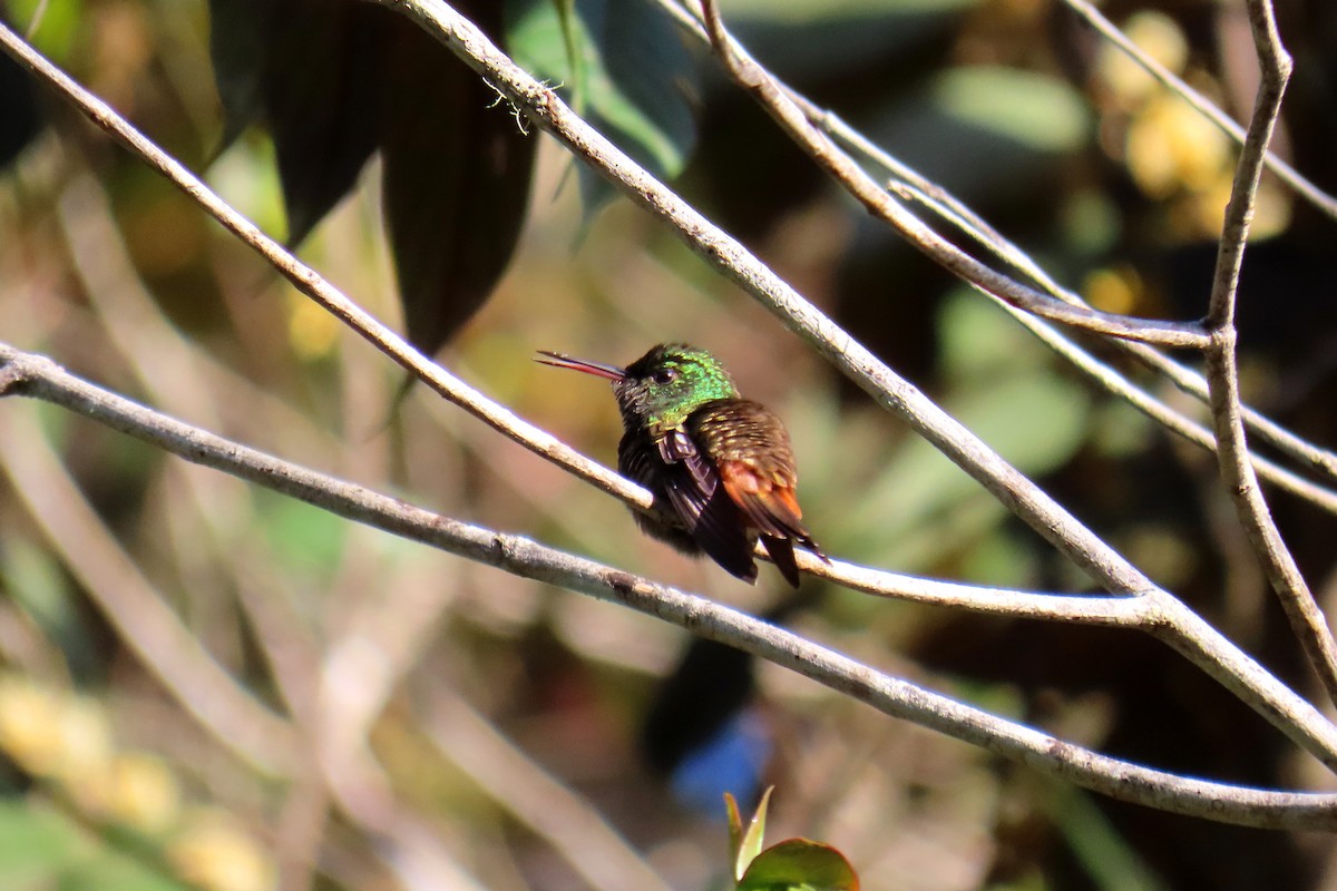 Copper-tailed Hummingbird - ML622717184