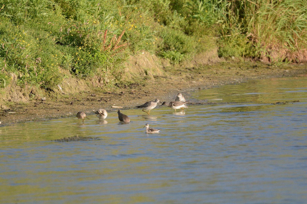 Lesser Yellowlegs - ML622717193