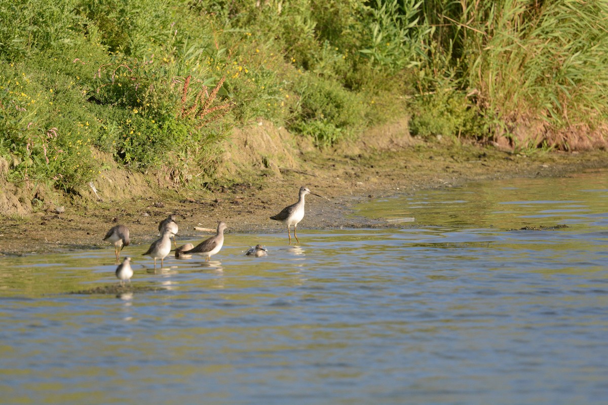 Greater Yellowlegs - ML622717198