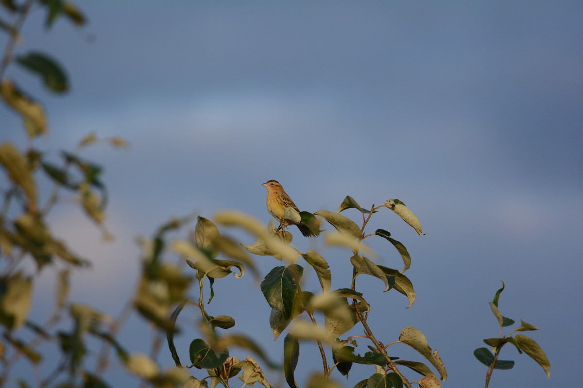 bobolink americký - ML622717210