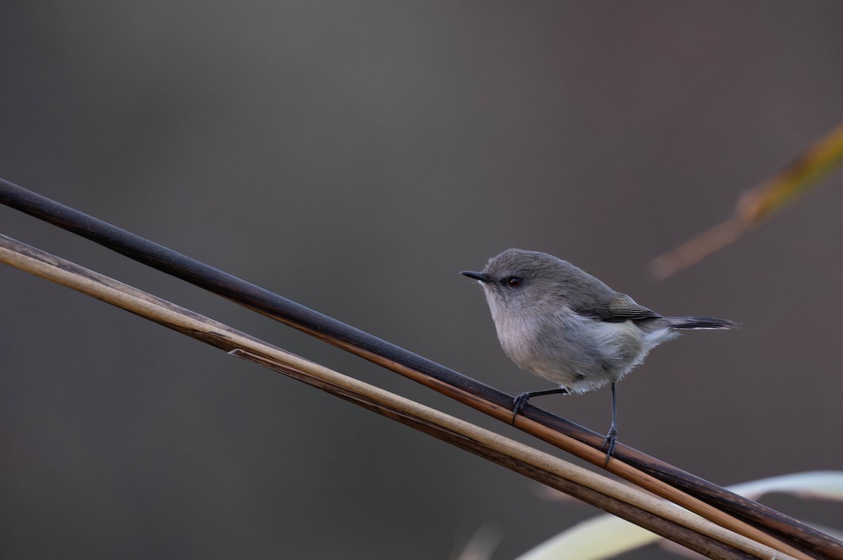 Gray Gerygone - ML622717211