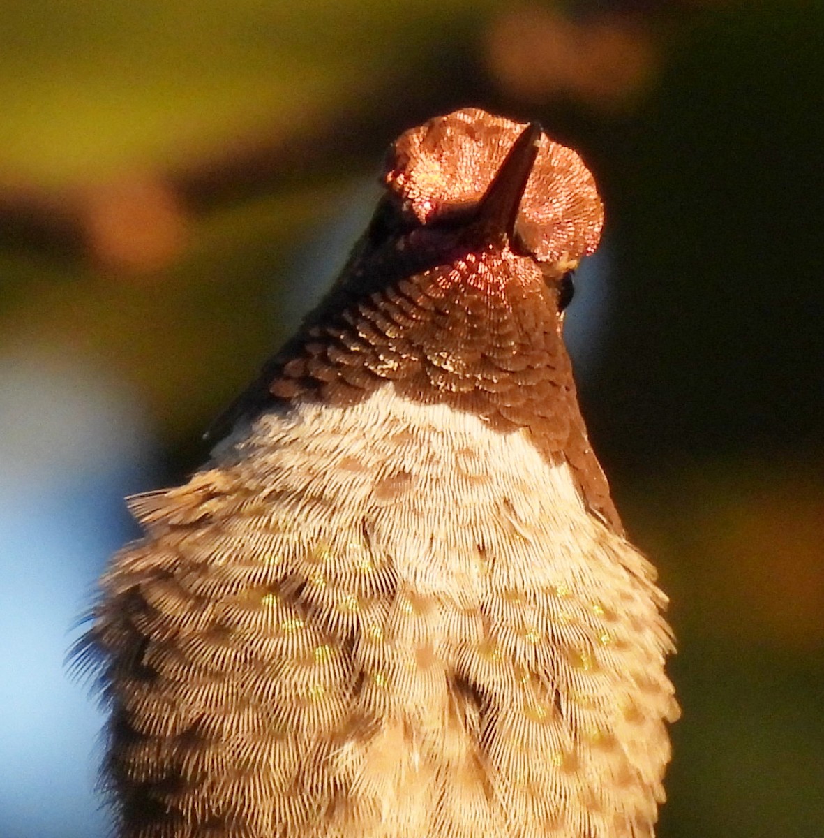 Anna's Hummingbird - ML622717242