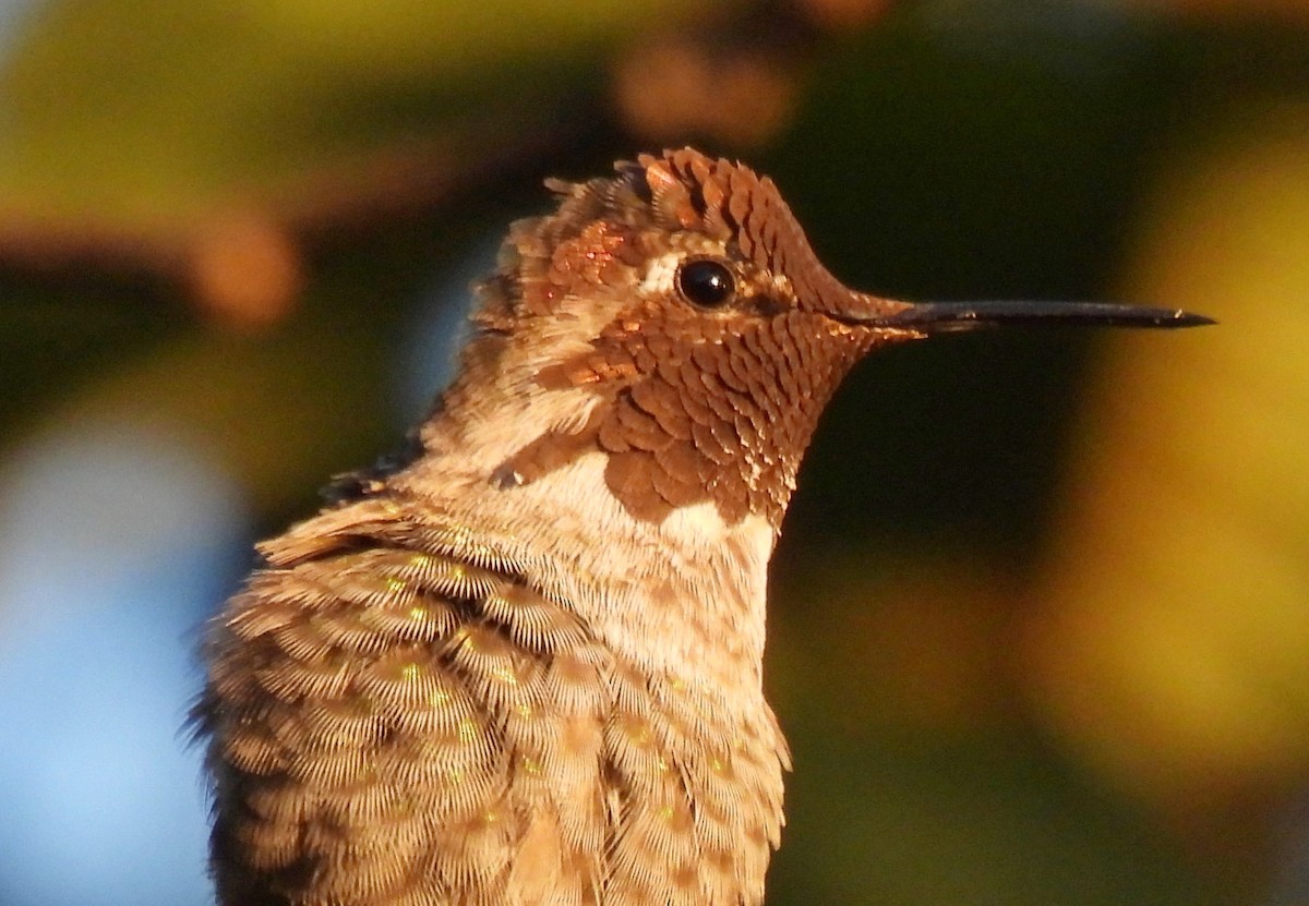 Anna's Hummingbird - ML622717243