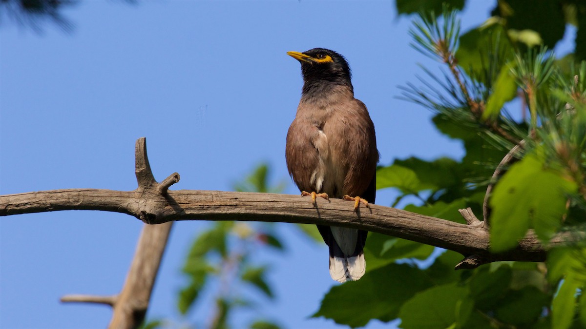 Common Myna - Ed Harper