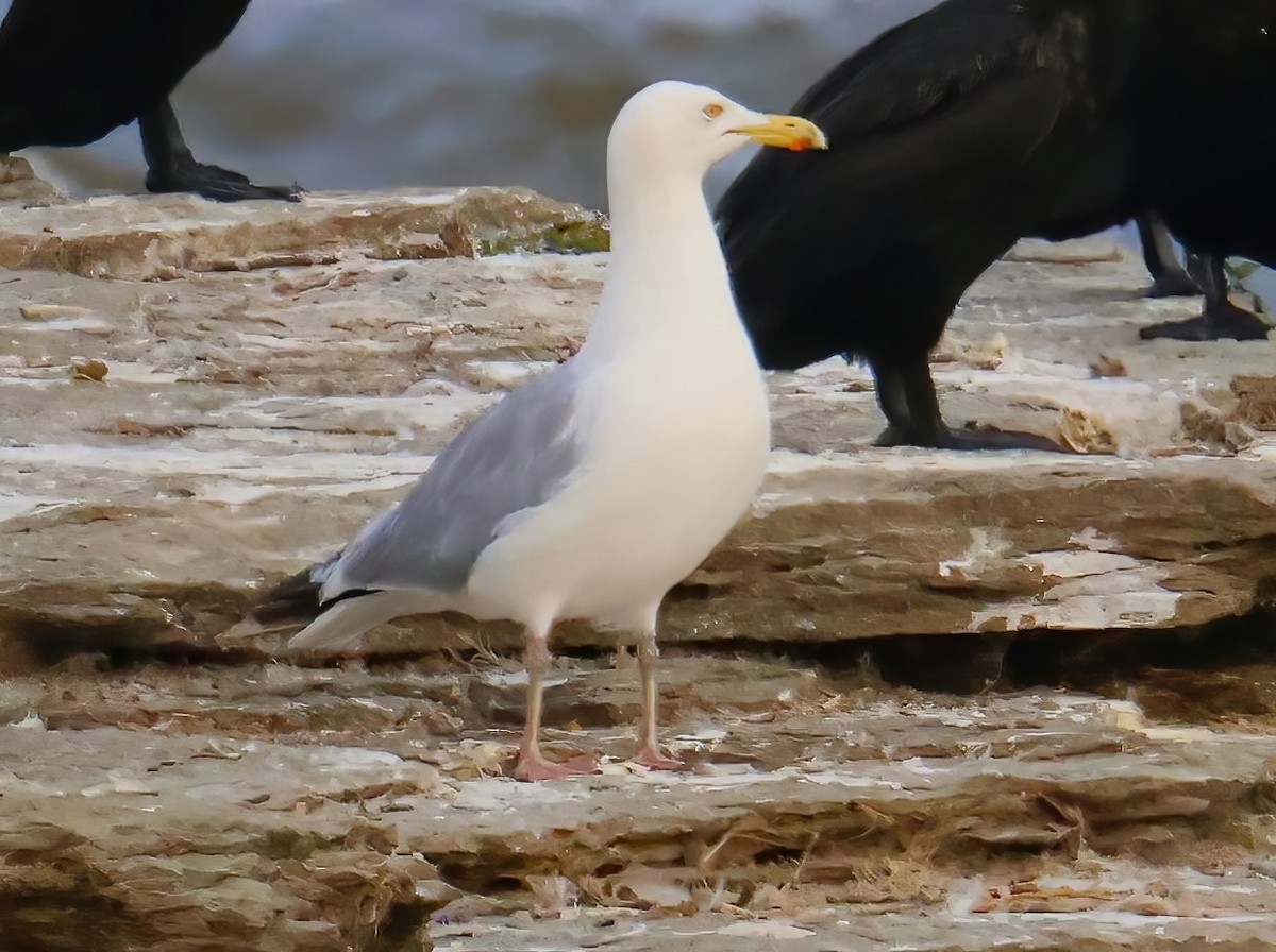 Gaviota Argéntea (americana) - ML622717266