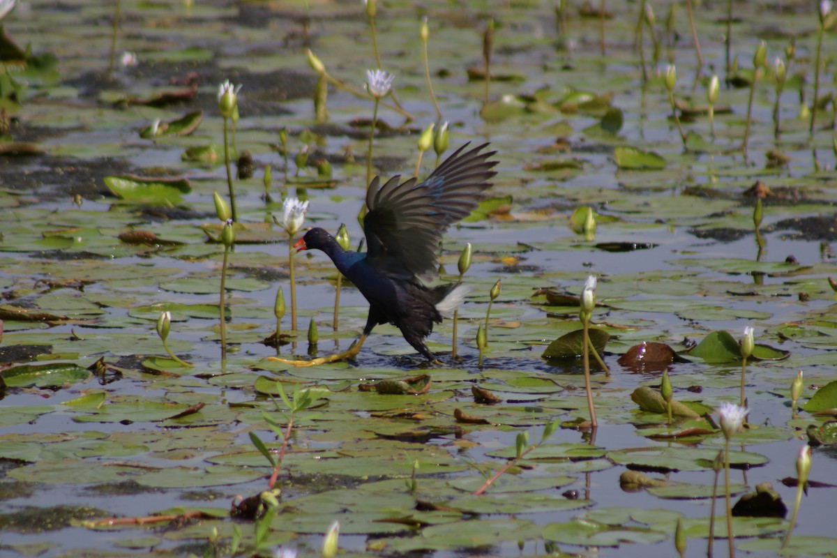 Purple Gallinule - ML622717268