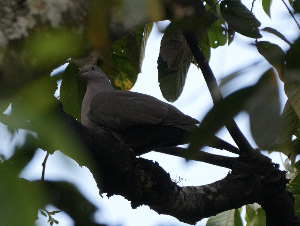 Plumbeous Pigeon - ML622717276