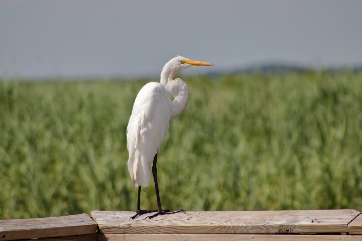 Great Egret - Kevin Ramirez