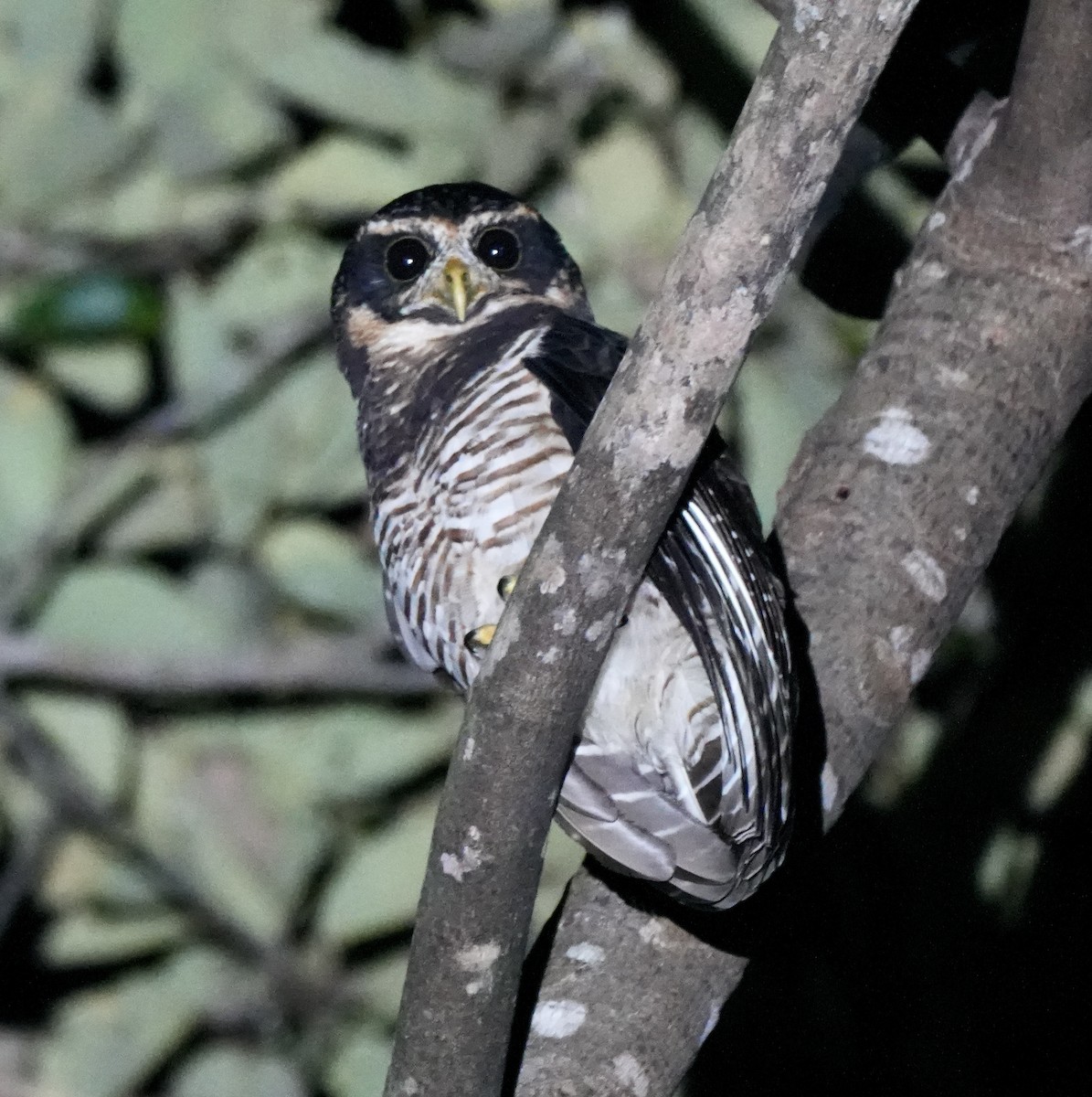 Band-bellied Owl - ML622717330