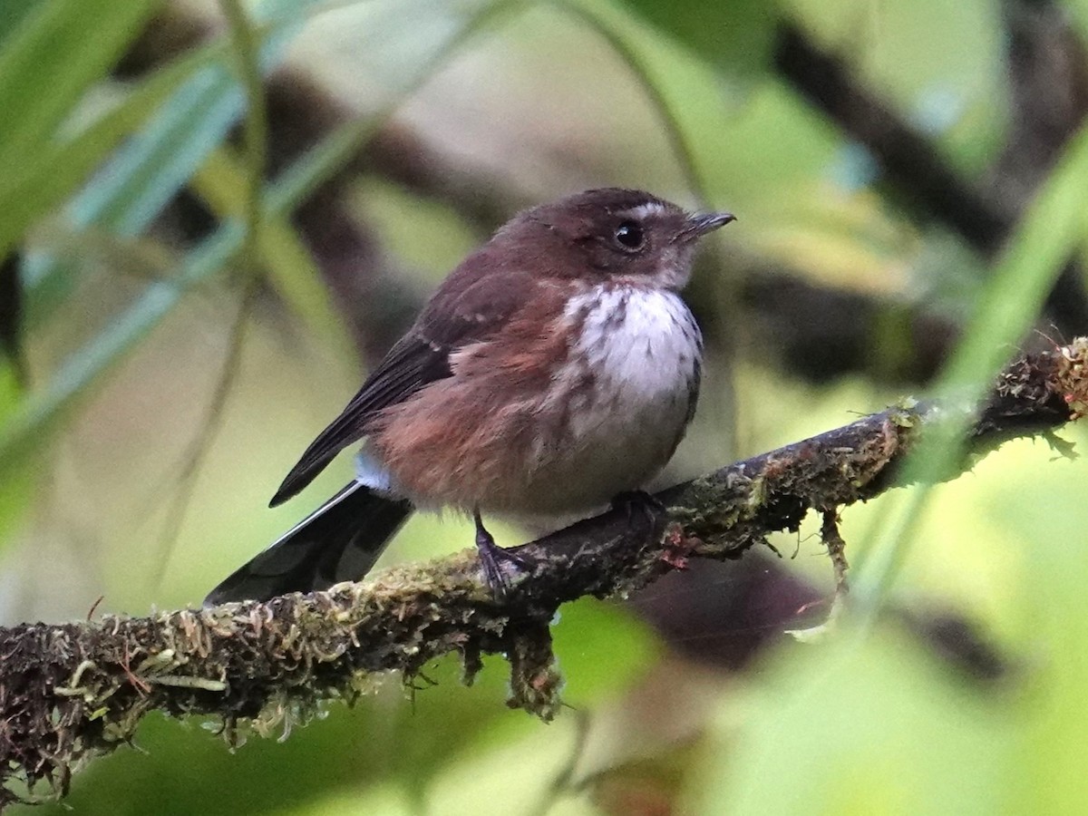 Fiji Streaked Fantail (Taveuni) - ML622717380