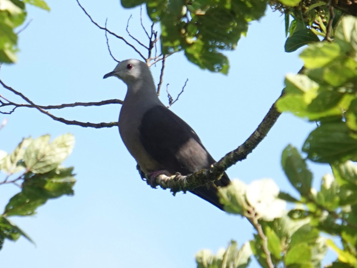 Peale's Imperial-Pigeon - ML622717394