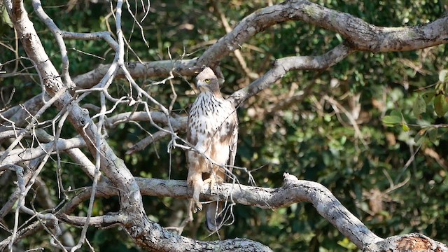 Changeable Hawk-Eagle - ML622717404