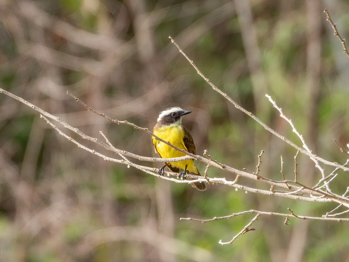 Social Flycatcher - ML622717455